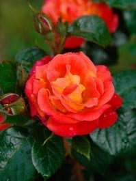 Dolly’s Forever Rose™