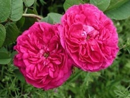 Duc de Guiche