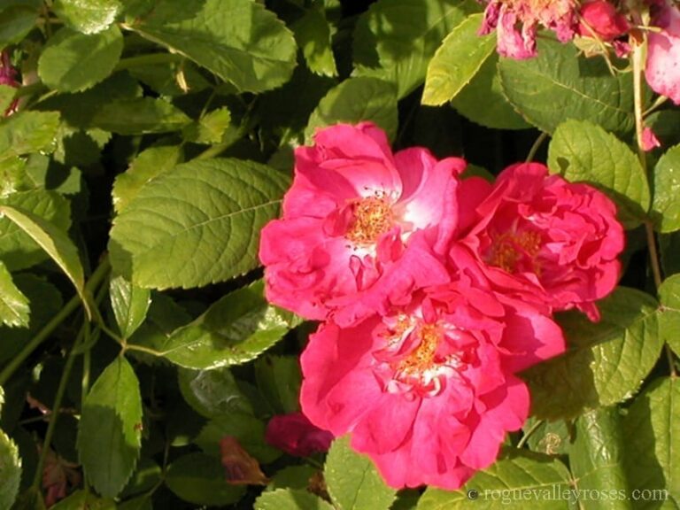 Duchess of Portland (Portland Rose)