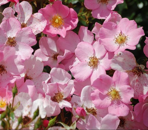 Fortuna Vigoroza