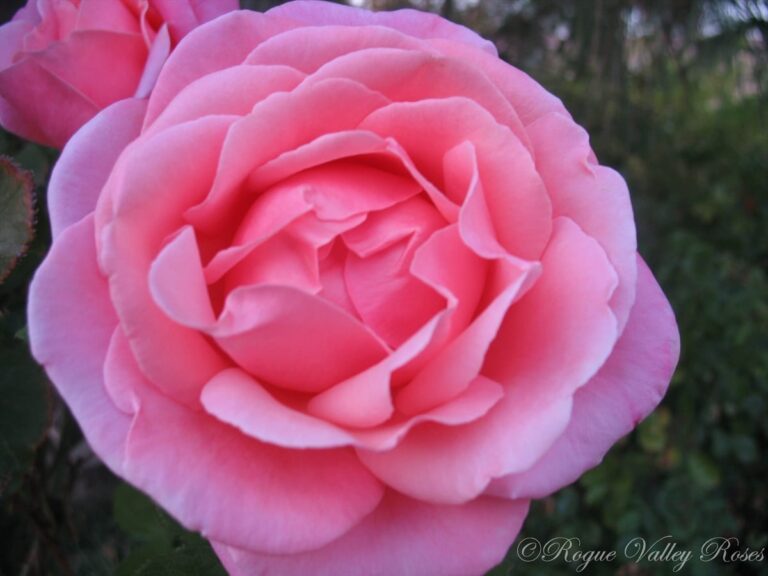 Fragrant Hour