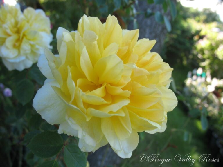 French Perfume