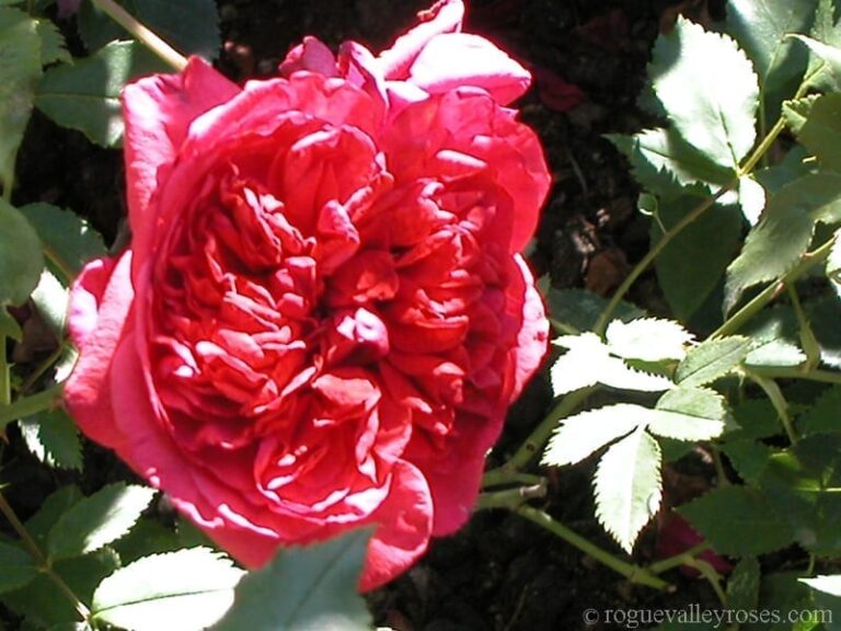 Geranium Red