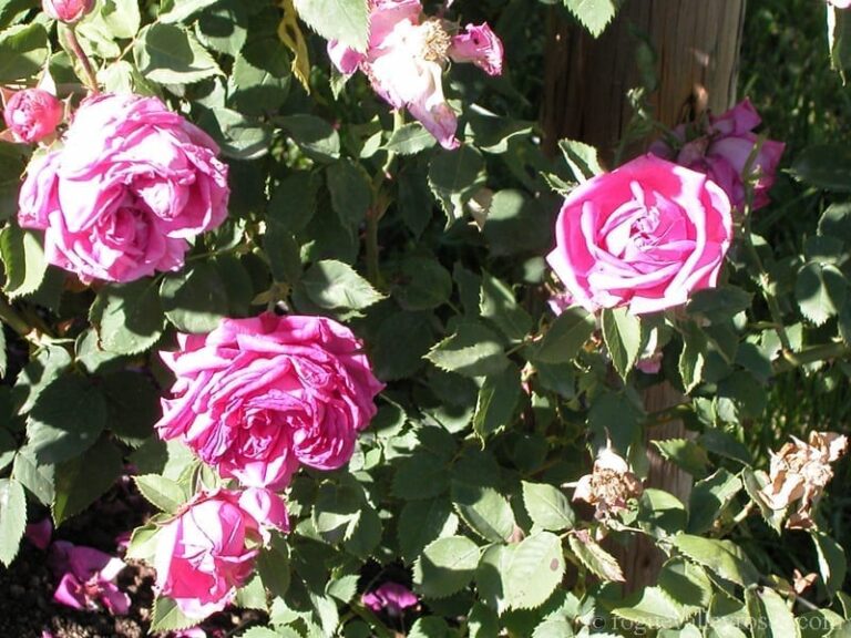 Gloire de Ducher