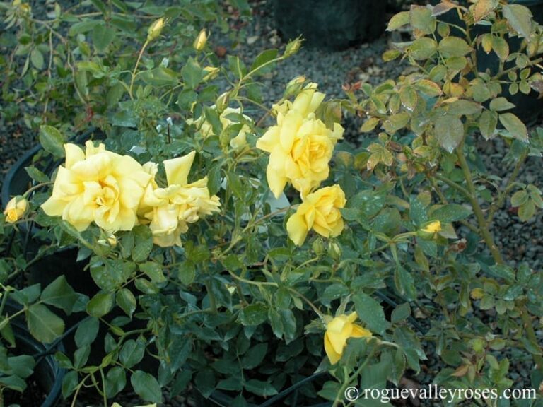 Golden Lace