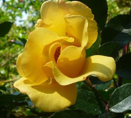 Golden Threshold
