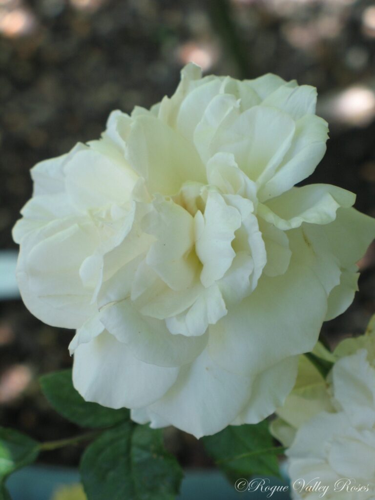 Guinevere