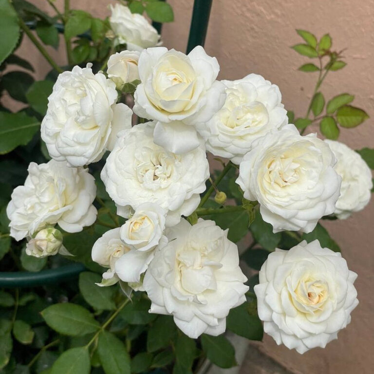 Princess Fairy Kiss® White