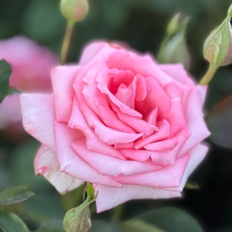 Lady Aberdeen