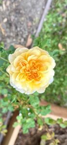 Molineux (AUSmol)
