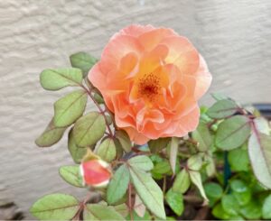 Lady Emma Hamilton®(AUSbrother)