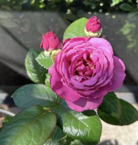 Plum Perfect Sunbelt ®