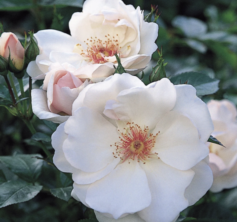 Jacqueline du Pré™