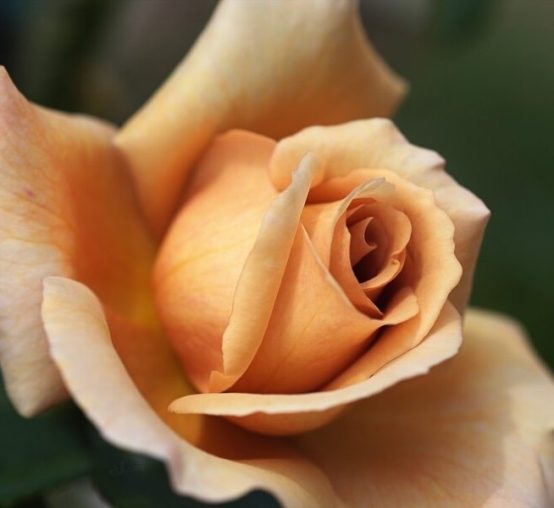 Julia’s Rose