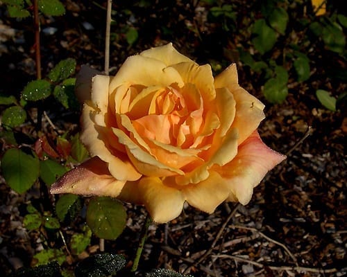 Lady Elgin