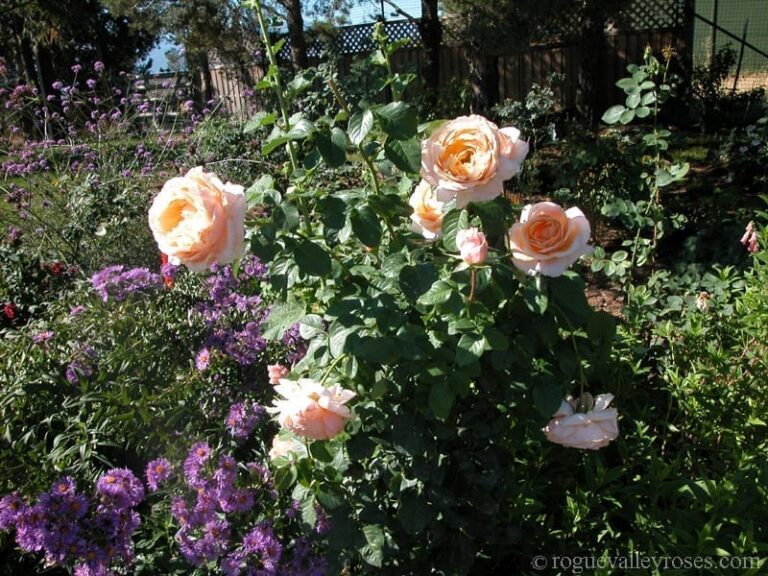 Lady Jane Grey