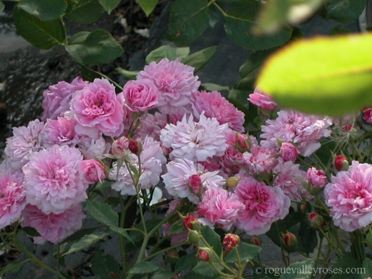 Lavender Pink Noisette
