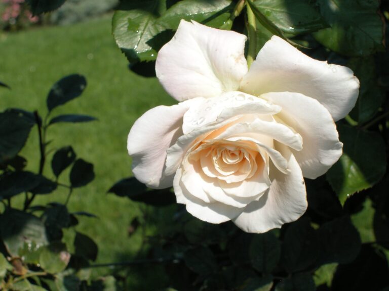 Linnea’s Rose™
