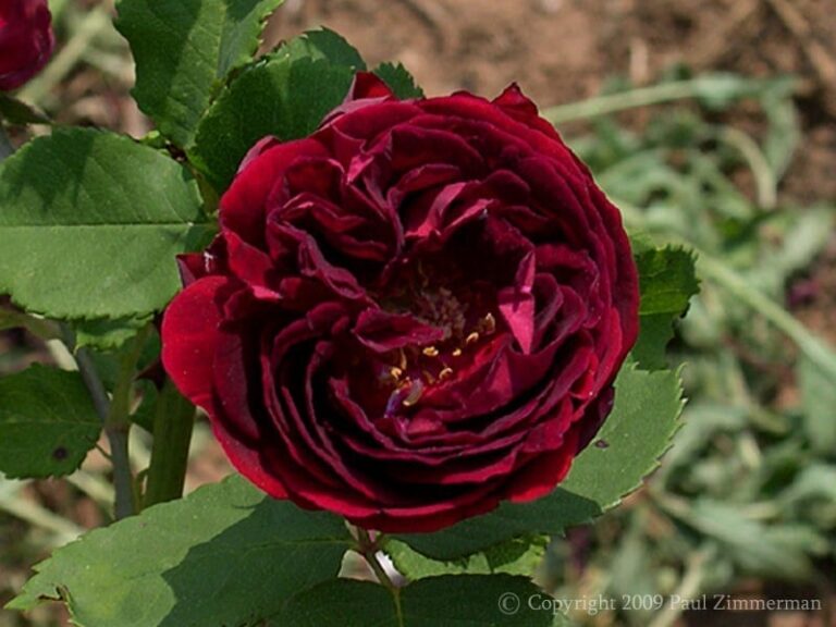 Louis Van Houtte