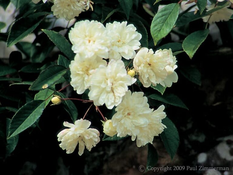 Mannington Cascade