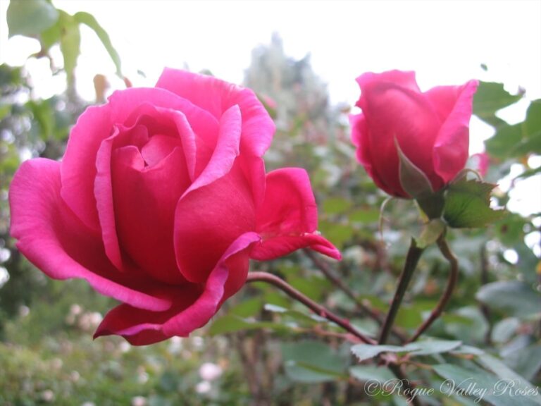 Mme Louis Laperriere