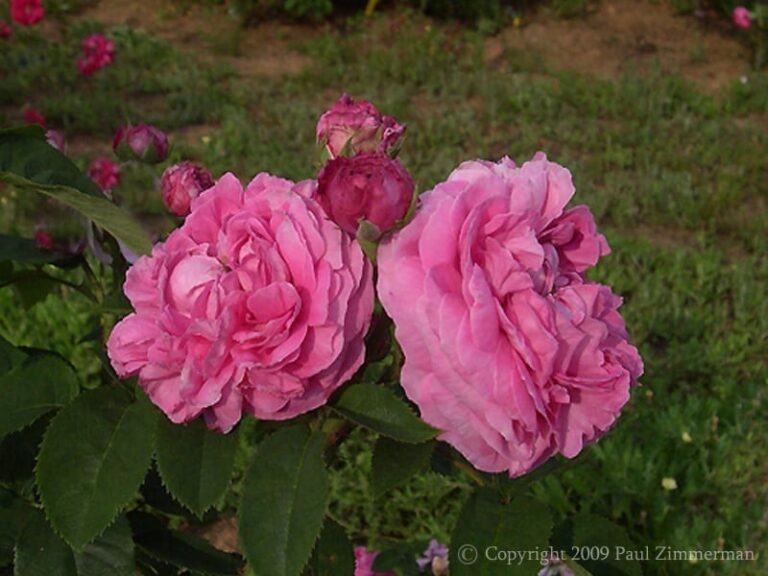 Mme Desire Giraud