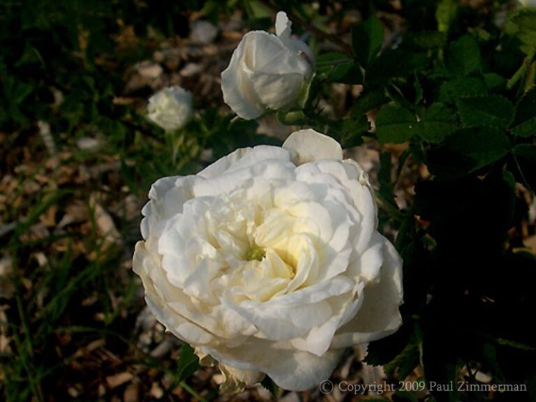 Mme Legras de St. Germain