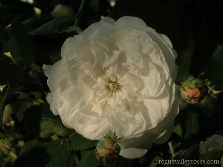 Mme Plantier