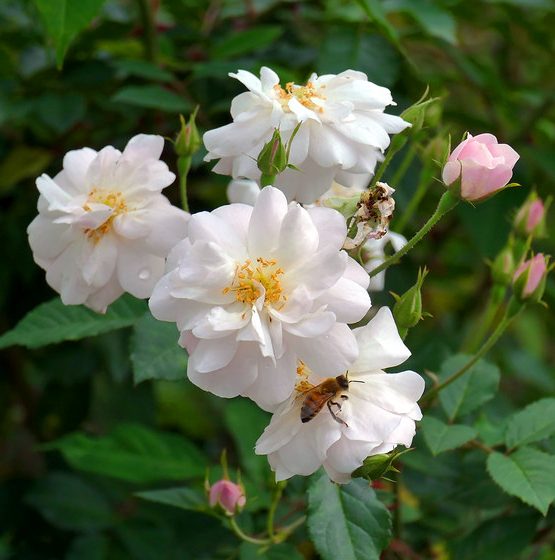 Moulton Noisette