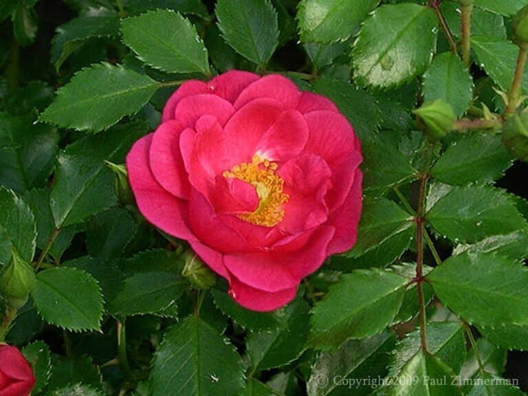 Sweet Vigorosa