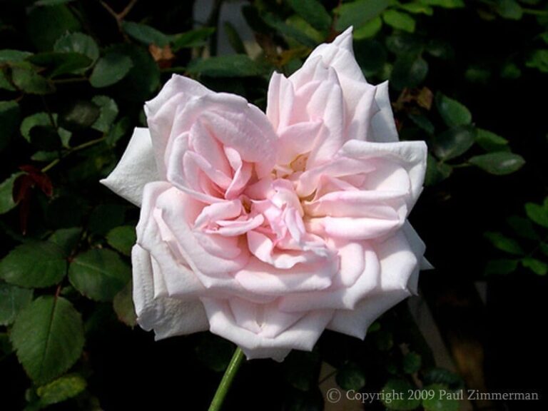 Odee Pink
