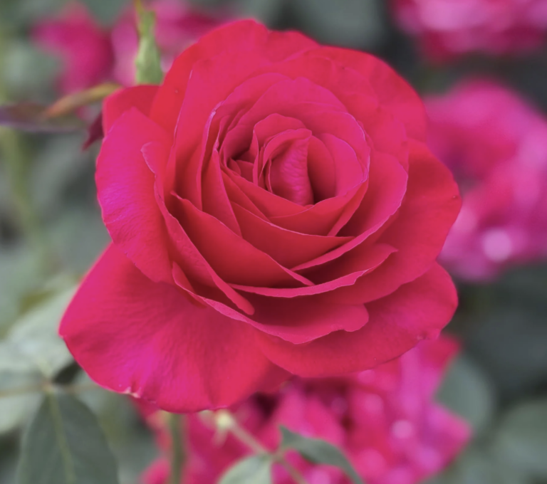 Olympiad™  Tree Rose