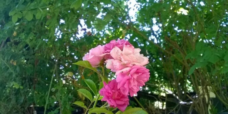 Perennial Pink