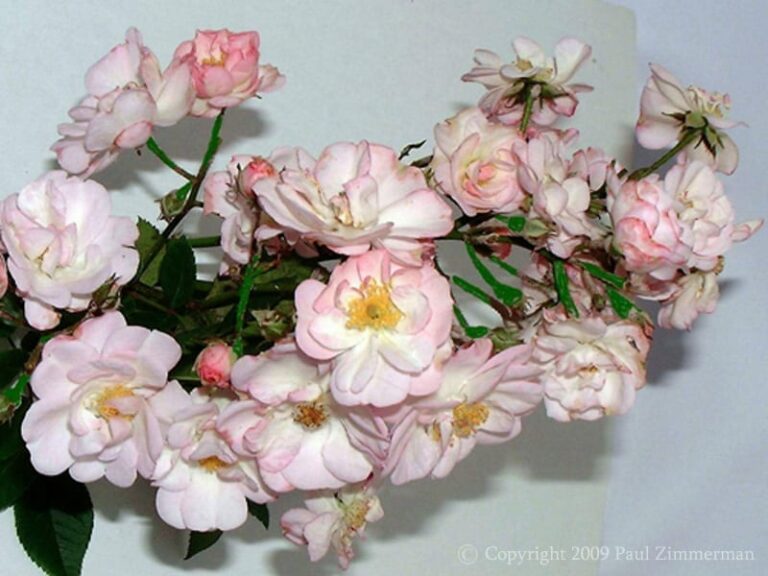 Perennial Blush