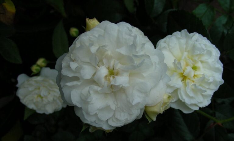 Perennial White