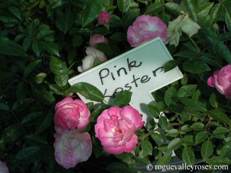 Pink Koster