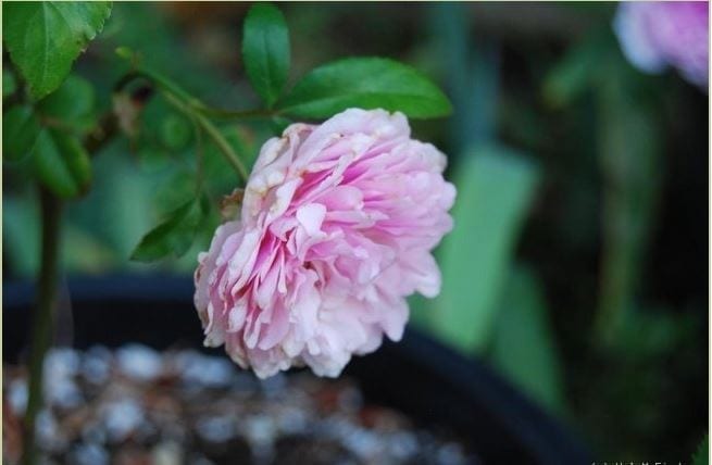 Pink Soupert
