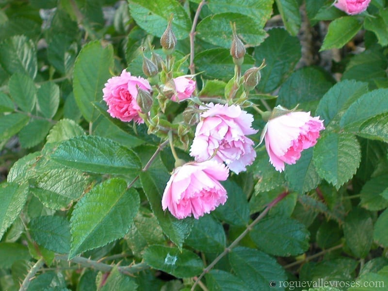 Pink Grootendorst