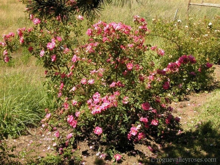 Pink Rambler