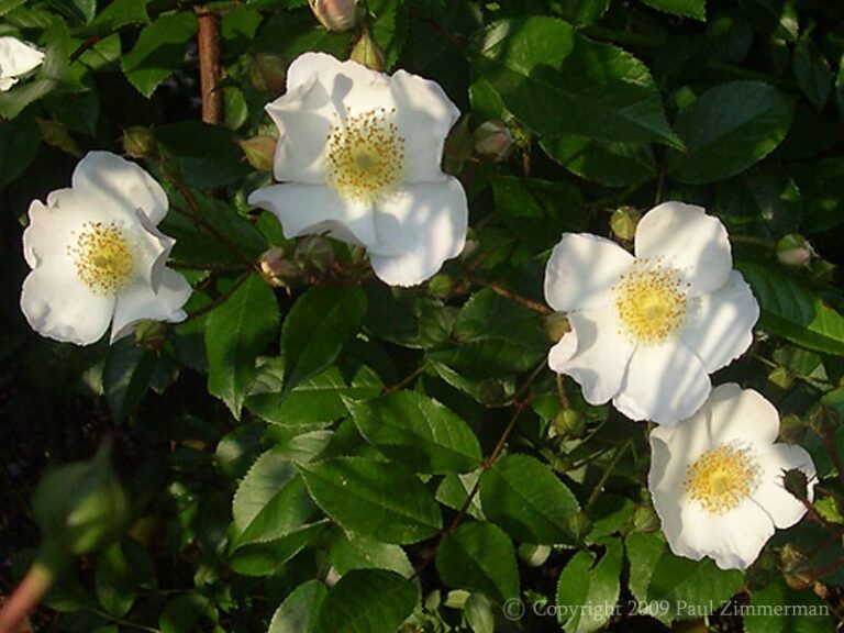 Polyantha