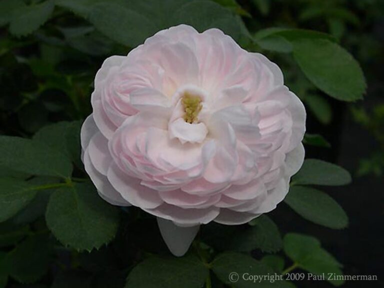 Pompon Blanc Parfait
