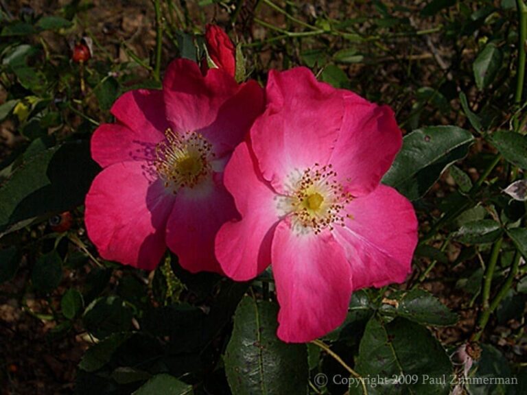 Prairie Flower