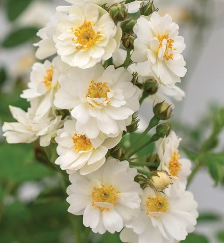 Pretty Polly® White Tree