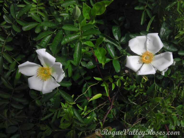 R. clinophylla