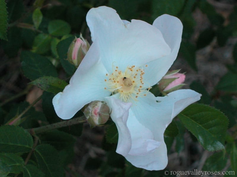 R. macrantha