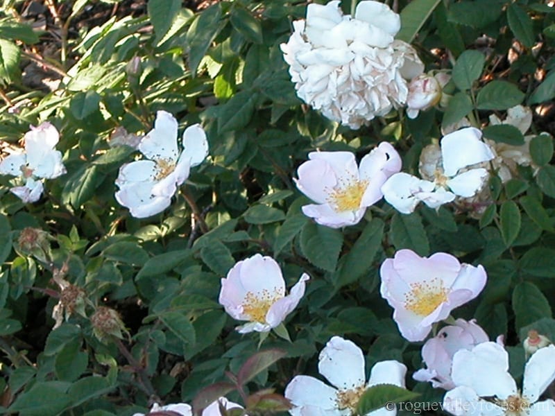 R. sancta (r. richardii)