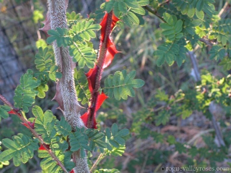 R. sericea pteracantha (Wingthorn, Firethorn, Dragon Wings)
