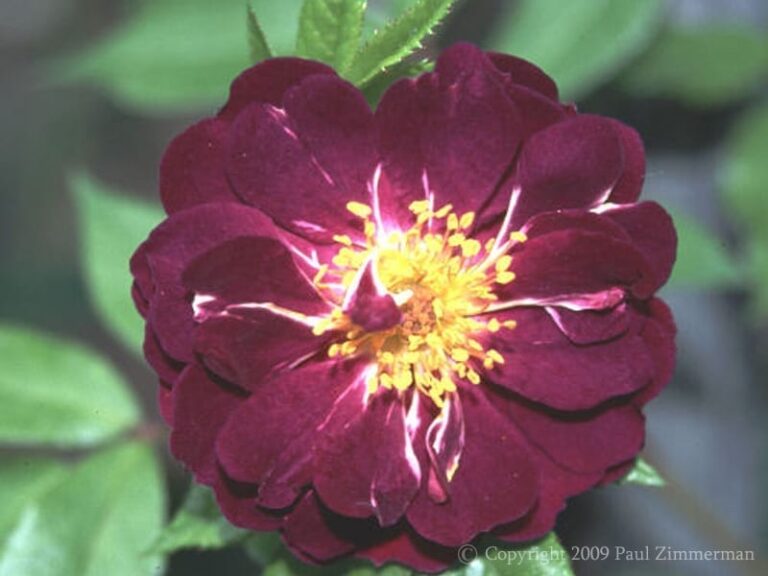 Rose-Marie Viaud