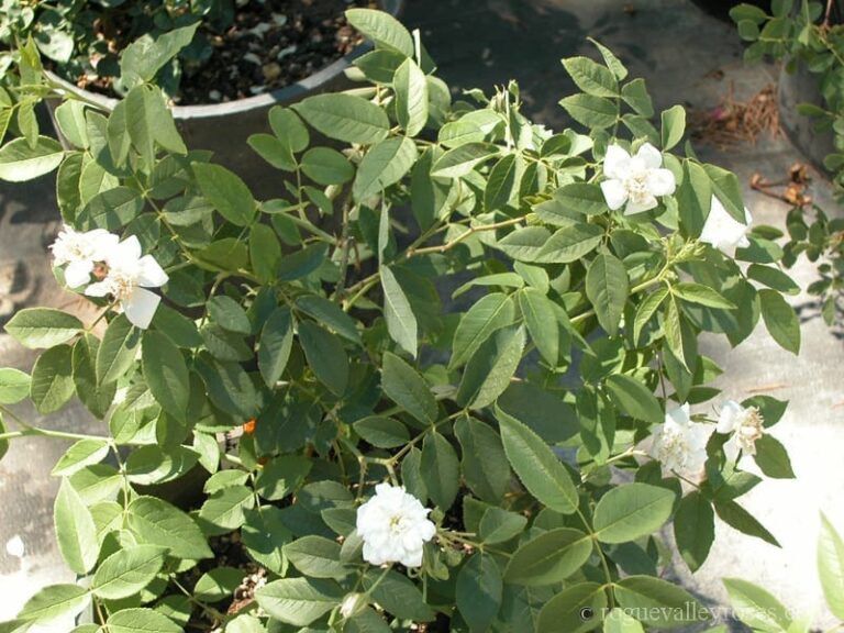 Rosa moschata ‘Plena’