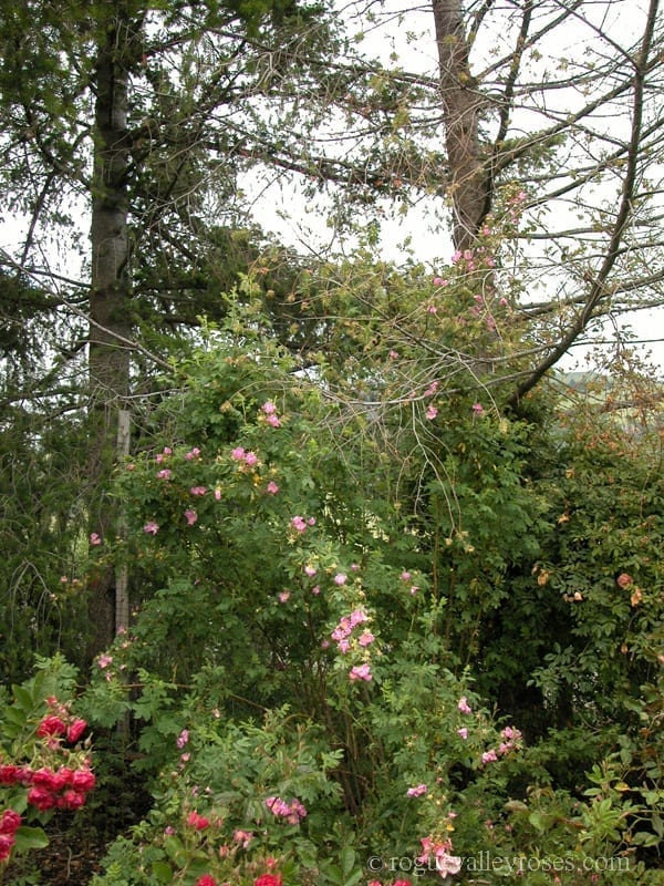 R. woodsii